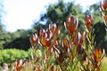 A shot of a Leucadendron salignum, also known as the common sunshine conebush plant in the garden