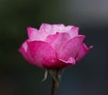 Shot of a lonely pink rose in the blurry background Royalty Free Stock Photo