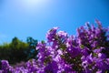 Long stem soft purple flowers with a blue sky background Royalty Free Stock Photo