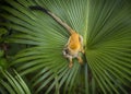 Squirrel Monkey on Palm Leaf