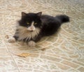 shot of a lovely black and white longhair furry domestic cat lying in the garden with copyspace Royalty Free Stock Photo