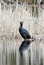 A beautiful looking male cormorant is standing at side of the lake