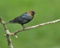 Shot of a male cowbird (Molothrus ater) perched on a branch in a natural outdoor setting Royalty Free Stock Photo