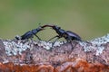 Shot of male stag beetle engaged in battle on a log Royalty Free Stock Photo