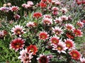 Many red white and black flowers in garden with deep green leaves Royalty Free Stock Photo
