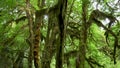 Shot of maple trees on hall of mosses trail at hoh rainforest