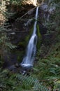 Shot of Marymere Falls from a bush, Olympic Peninsula, USA Royalty Free Stock Photo