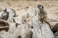 Shot of the meerkat sitting on a trunk of a tree with its hindfoot