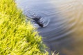 Shot of the muskrat swimming by the bank of the river. Animals
