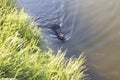 Shot of the muskrat swimming by the bank of the river. Animals