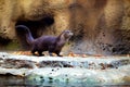 A shot of a Northern river Otter Royalty Free Stock Photo