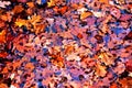 Shot of orange autumn leaves floating on the surface of the water Royalty Free Stock Photo