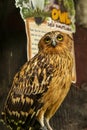 shot of an owl with a very cool bokeh background suitable for use as wallpaper