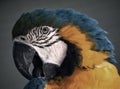 Shot of a parrot`s head in profile, nicely colored Royalty Free Stock Photo