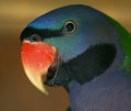 Shot of a parrot`s head in profile, nicely colored Royalty Free Stock Photo