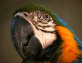 Shot of a parrot`s head in profile, nicely colored Royalty Free Stock Photo