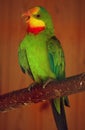 Shot of a parrot`s head in profile, nicely colored Royalty Free Stock Photo