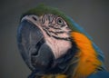 Shot of a parrot`s head in profile, nicely colored Royalty Free Stock Photo