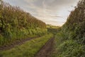 Ancient green lane trackway Royalty Free Stock Photo