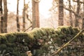 Dry Stone Wall with moss growing on the top during sunset with the sun in the background, shot in Winter Royalty Free Stock Photo