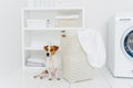 Shot of pedigree domestic animal poses in laundry room near white basket with dirty linen, console and washing machine in Royalty Free Stock Photo
