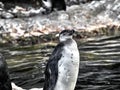 Shot of a penguin Royalty Free Stock Photo