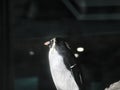 Shot of a penguin Royalty Free Stock Photo