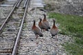 Shot of Phasianidae birds walking near railroad