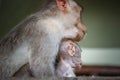 Bonnet Macaque monkey mother and baby Royalty Free Stock Photo