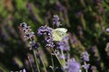 Cabbage White Butterfly On Lavender Royalty Free Stock Photo