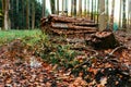 Shot of a pile of chopped logs in the forest