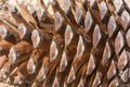 Pine cone structure Royalty Free Stock Photo