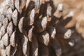 Pine cone structure Royalty Free Stock Photo