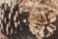 Pine cone structure Royalty Free Stock Photo