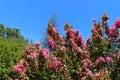 A shot of pink flower called Lagerstroemia, commonly known as crape myrtle with a blue sky background Royalty Free Stock Photo