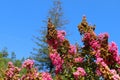 A shot of pink flower called Lagerstroemia, commonly known as crape myrtle with a blue sky background Royalty Free Stock Photo