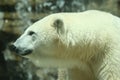 A Shot of a Polar Bear Royalty Free Stock Photo