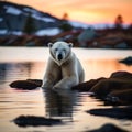 Shot of a Polar Bear Bathed in Sunset's Glow Royalty Free Stock Photo