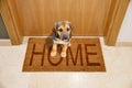 Dog welcome home Royalty Free Stock Photo