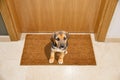 Dog welcome home Royalty Free Stock Photo