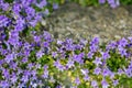 Shot of purple tinkerbell flowers with a rather strong bokeh and one bumblebee inside one of them