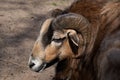 Shot of a ram in its natural habitat on a sunny day Royalty Free Stock Photo