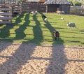 Shot of the rams and sheep. Village