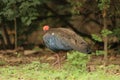 shot of red naped ibis bird from behind standig over theground with green grass