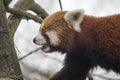 Red Panda side shot