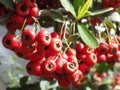 Shot of red ripe hawthorns on a tree