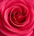 Shot of red rose flower background Royalty Free Stock Photo