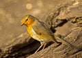 A robin redbreast bird perched on a tree stump Royalty Free Stock Photo