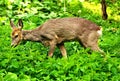 Shot of a roe deer standing and eating a grass Royalty Free Stock Photo