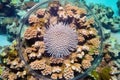 shot of round, brown coral colony